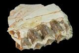 Oreodont (Merycoidodon) Jaw Section - South Dakota #136021-1
